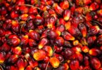 palm oil business