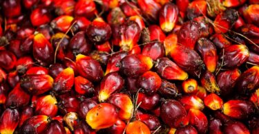 palm oil business