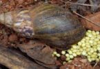 Snail farming business in Nigeria