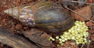 Snail farming business in Nigeria