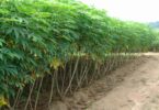 cassava farming