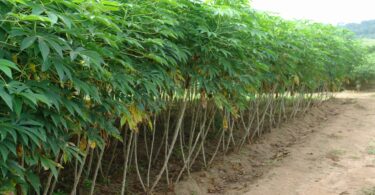 cassava farming