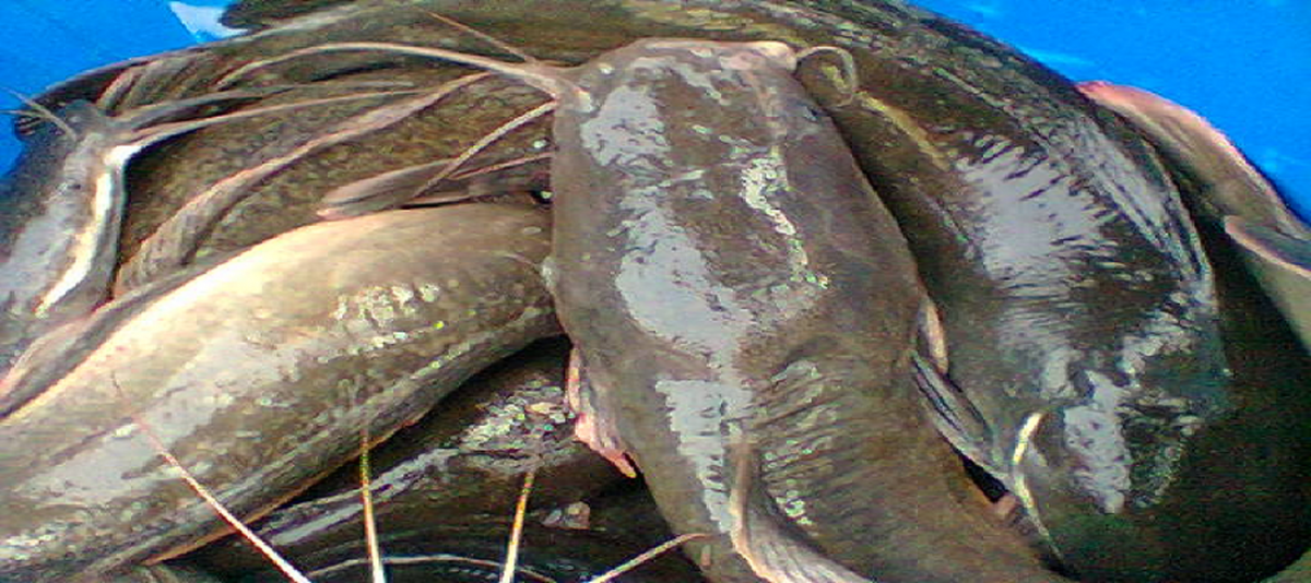catfish farming business plan in nigeria