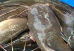 How to start catfish farming business in Nigeria