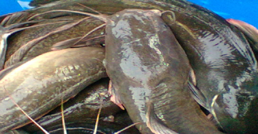 How to start catfish farming business in Nigeria