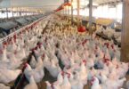 How to start poultry farming business in Nigeria