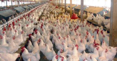 How to start poultry farming business in Nigeria