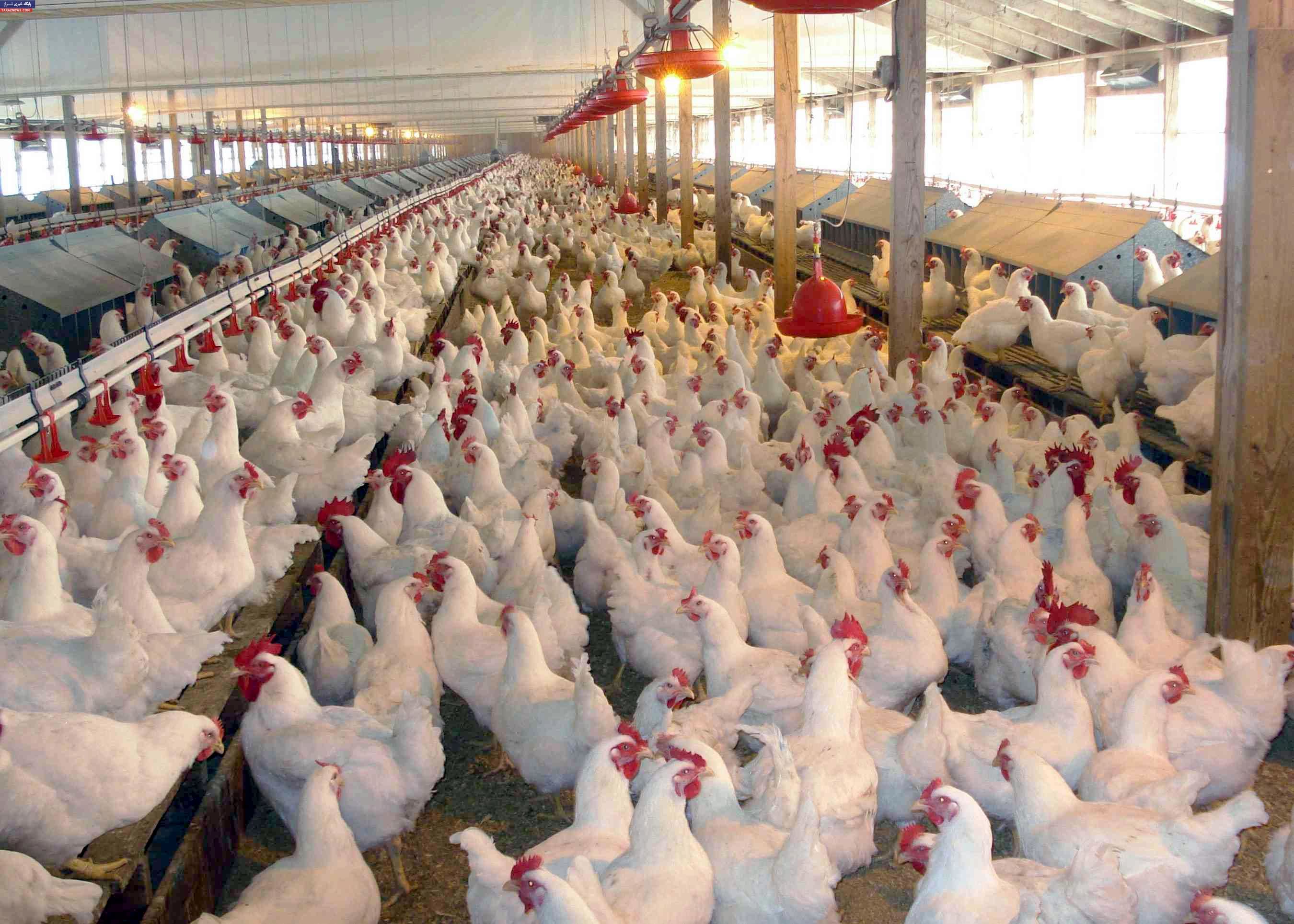 poultry farming nigeria start business makemoney ng