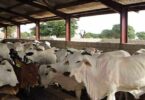 How to a start Cattle farming business in Nigeria