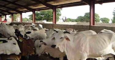 How to a start Cattle farming business in Nigeria