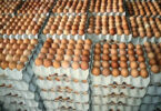 Egg supply business in Nigeria