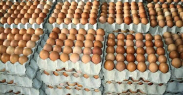 Egg supply business in Nigeria