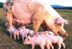 pig farming business in Nigeria