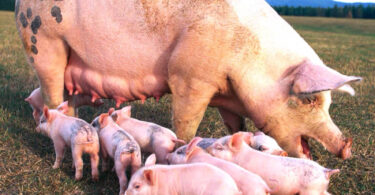 pig farming business in Nigeria