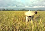 How to start rice farming in Nigeria