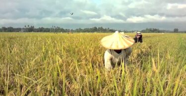 How to start rice farming in Nigeria