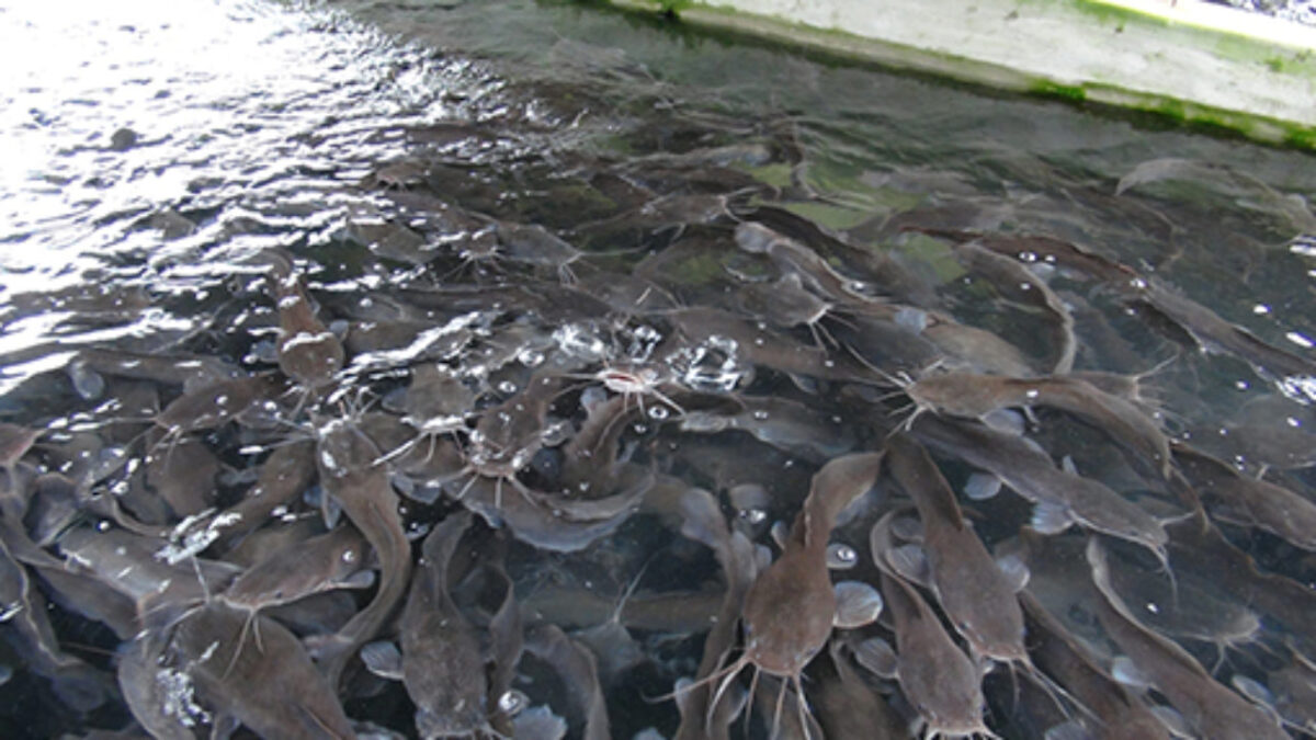 fish farming business