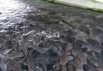 fish farming business