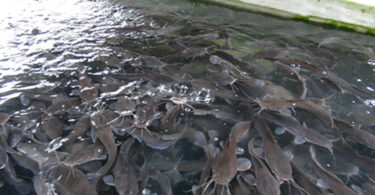 fish farming business