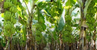 plantain farming business