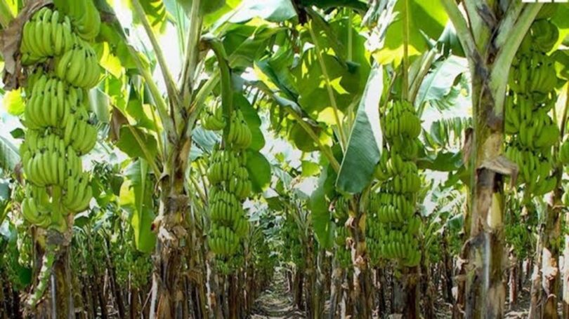 plantain farming business