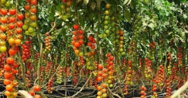 Tomato farming business