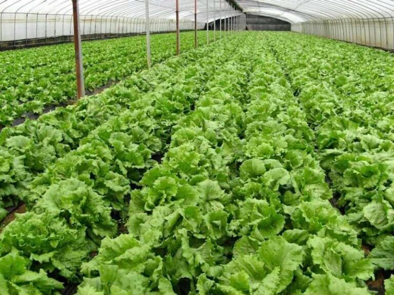Opportunities in the African agribusiness market 1 africa agriculture