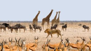 Nigeria’s new wildlife protection law and its wider implications